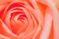 Pink Rose Series 3