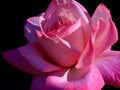 Pink Rose with side lighting Royalty Free Stock Photo