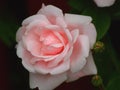 Pink rose