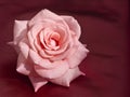 Pink Rose on Silk Royalty Free Stock Photo