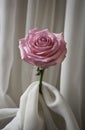 Pink rose and silk Royalty Free Stock Photo