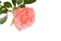 Pink rose Royalty Free Stock Photo