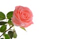 Pink rose Royalty Free Stock Photo