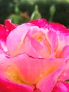 Pink rose with small rain drops