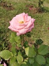 The pink rose is smiling saying good morning.