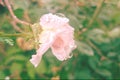 Pink rose after some rain in the morning singular flower in raindrops