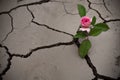 Pink rose sprouted from dry soil Royalty Free Stock Photo