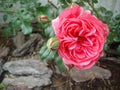 Pink rose with stones.