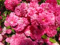 Pink rose in the summer garden