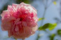 The pink Rose Royalty Free Stock Photo