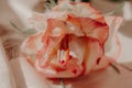 Pink rose. Tender photo of flower.