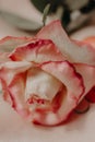 Pink rose. Tender photo of flower.