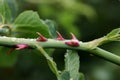 Pink rose thorns or prickles on a green stem