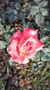 Pink Rose