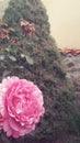 A pink rose and a tree in the garden