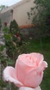 A pink rose, trees and grass in the green garden