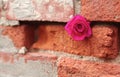 Pink Rose Tucked in Crevice of a Mortared Brick Wall