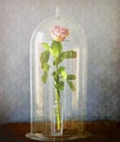 Pink rose under glass bell jar