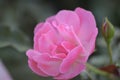 A pink rose Royalty Free Stock Photo