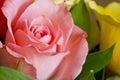 Pink rose up close Royalty Free Stock Photo