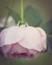 Pink rose upside down Royalty Free Stock Photo