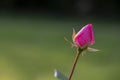 pink rose. Valentine's day flower. young rosebud in the garden on a branch on a green natural blurred background. Royalty Free Stock Photo