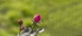 pink rose. Valentine's day flower. young rosebud in the garden on a branch on a green natural blurred background. Royalty Free Stock Photo