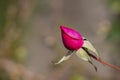 pink rose. Valentine's day flower. young rosebud in the garden on a branch on a green natural blurred background. Royalty Free Stock Photo