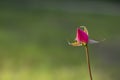 pink rose. Valentine's day flower. young rosebud in the garden on a branch on a green natural blurred background. Royalty Free Stock Photo