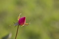 pink rose. Valentine's day flower. young rosebud in the garden on a branch on a green natural blurred background. Royalty Free Stock Photo