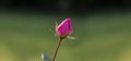 pink rose. Valentine's day flower. young rosebud in the garden on a branch on a green natural blurred background. Royalty Free Stock Photo