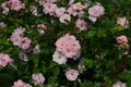 Pink Rose variety Clair Matin flowering in a garden Royalty Free Stock Photo