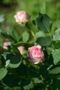 Pink Rose variety First Lady flowering in a garden