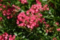 Pink Rose variety Paganini flowering in a garden