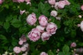 Pink Rose variety Raubritter flowering in a garden