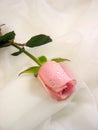 Pink rose on veil