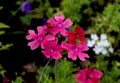 Pink Rose Verbena and White Flower in Background