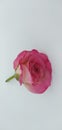 Pink rose very nice and wonderful