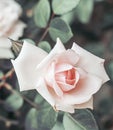 Pink rose, vintage background Royalty Free Stock Photo