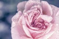 Pink rose, vintage background Royalty Free Stock Photo