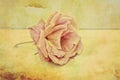 Pink rose vintage background Royalty Free Stock Photo