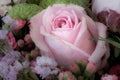 Pink rose in a vintage color spring flower bouquet with chrysanthemums, kalanchoes,peony, on blurred background Royalty Free Stock Photo