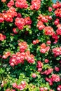 Pink rose wall background at Jungnangcheon Stream park Seoul Rose Festival in Seoul, Korea Royalty Free Stock Photo