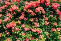 Pink rose wall background at Jungnangcheon Stream park Seoul Rose Festival in Seoul, Korea Royalty Free Stock Photo