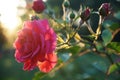 Pink rose in garden in warm sunset light with soft golden tones Royalty Free Stock Photo
