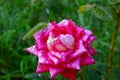 Pink rose with water droplets Royalty Free Stock Photo