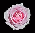 Pink Rose Droplets Sprinkled Royalty Free Stock Photo