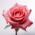 Eye-catching Pink Rose With Water Droplets On Gray Background