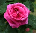 Pink rose and water droplets in rain Royalty Free Stock Photo