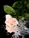 Pink rose with water drops Royalty Free Stock Photo